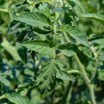 Tomate Skykomish (Samen)
