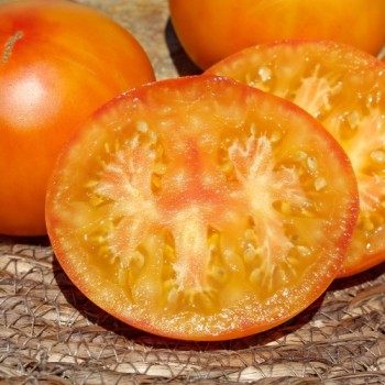 Tomate Skykomish (Samen)