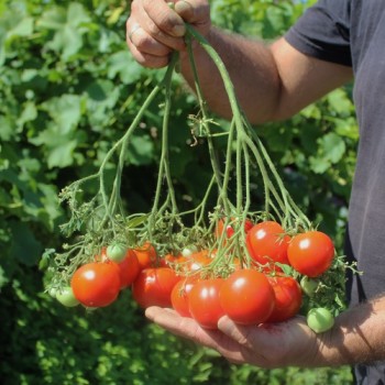Tomate SuperMultiFloraLicious (Multiflora) (Samen)