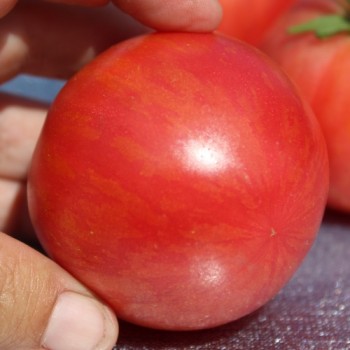 Tomate Sweet Carneros Pink (Samen)