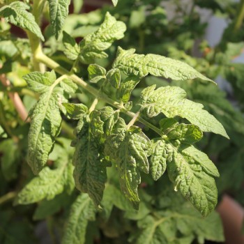 Tomate Uluru Ochre (Buschtomate) (Samen)