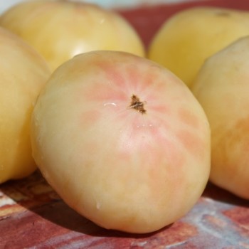 Tomate White Beauty (Samen)