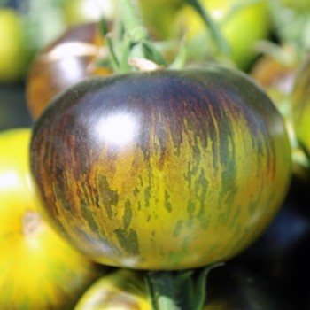 Neu! Tomate Xanadu Green Goddess (Samen)