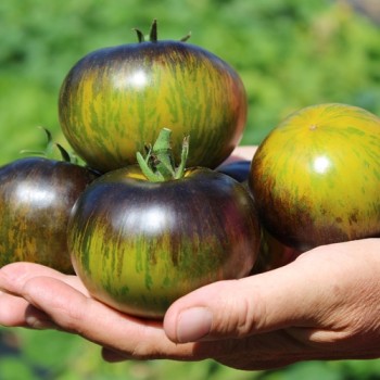 Neu! Tomate Xanadu Green Goddess (Samen)