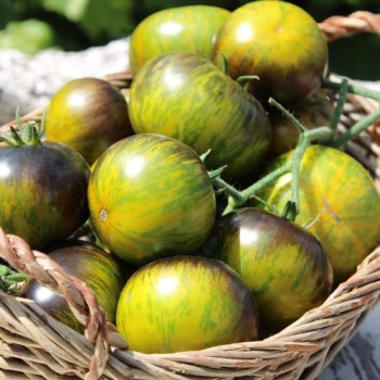 Neu! Tomate Xanadu Green Goddess (Samen)