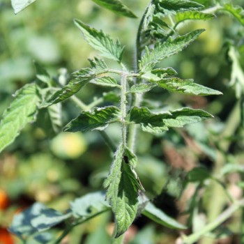 Neu! Tomate Xanadu Green Goddess (Samen)