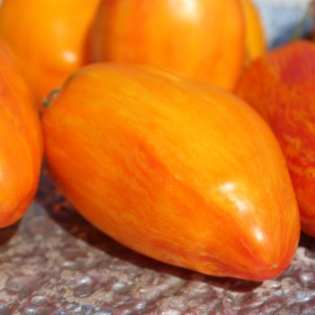 Tomate Yellow Fire (Samen)