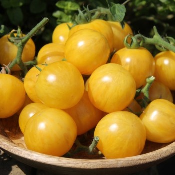 Tomate Yellow Vernissage (Samen)