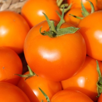 Tomate Zloty Ozarowski (freilandgeeignet) (Samen)
