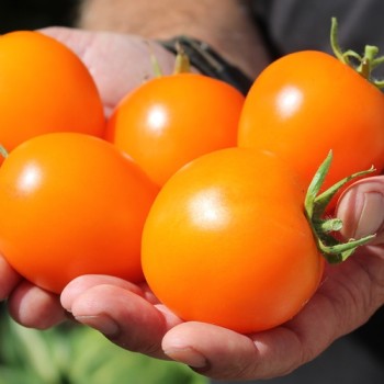 Tomate Zloty Ozarowski (freilandgeeignet) (Samen)