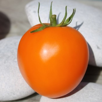 Tomate Zloty Ozarowski (freilandgeeignet) (Samen)