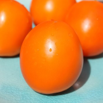 Tomate Zloty Ozarowski (freilandgeeignet) (Samen)