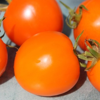 Tomate Zloty Ozarowski (freilandgeeignet) (Samen)