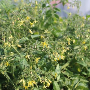 Neu! Tomate Zuckerino Lukas (Multiflora) (Samen)