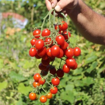 Neu! Tomate Zuckerino Lukas (Multiflora) (Samen)