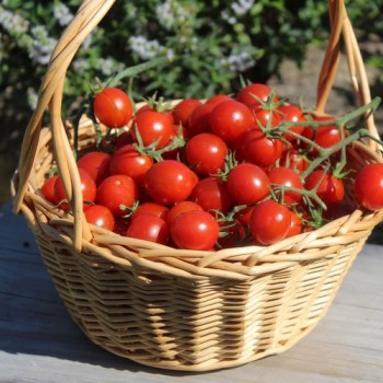 Neu! Tomate Zuckerino Lukas (Multiflora) (Samen)