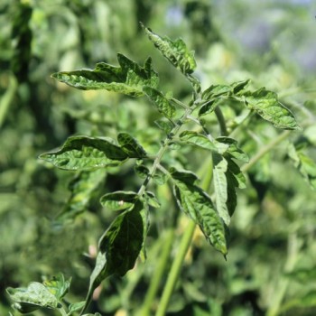 Neu! Tomate Zuckerino Lukas (Multiflora) (Samen)