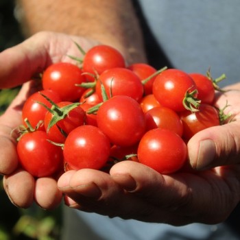 Neu! Tomate Zuckerino Lukas (Multiflora) (Samen)