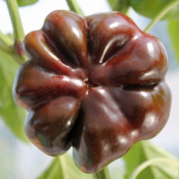 Tomatenpaprika Chocolate (Samen)