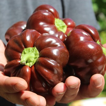 Tomatenpaprika Chocolate (Samen)