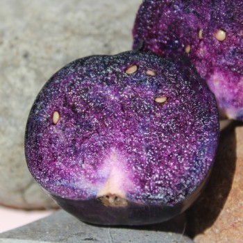 Tomatillo Deep Purple (Samen)
