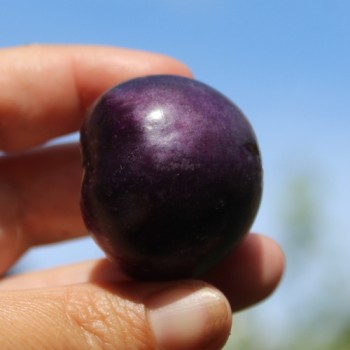 Tomatillo Deep Purple (Samen)