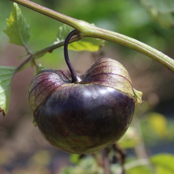 Tomatillo Deep Purple (Samen)