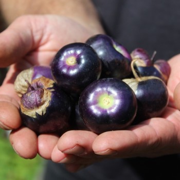 Tomatillo Deep Purple (Samen)