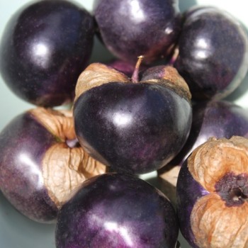 Tomatillo Deep Purple (Samen)