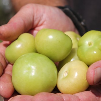 Tomatillo Marmeladny (Samen)