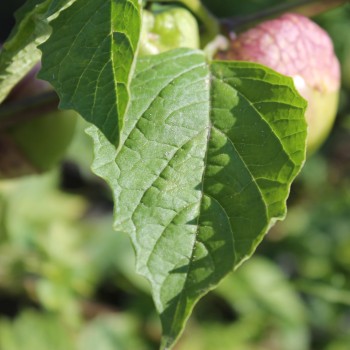 Tomatillo Marmeladny (Samen)