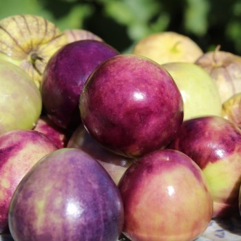 Tomatillo Mexican Husk (Samen)