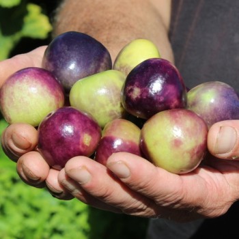 Tomatillo Mexican Husk (Samen)