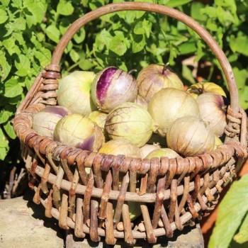 Tomatillo Mexican Husk (Samen)