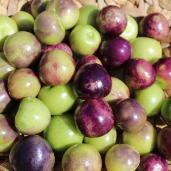 Tomatillo Mexican Husk (Samen)