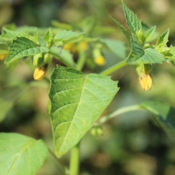 Tomatillo Mramorii (Samen)