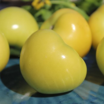 Tomatillo Mramorii (Samen)