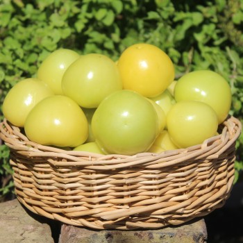 Tomatillo Mramorii (Samen)