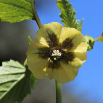 Tomatillo Mramorii (Samen)