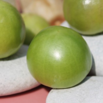 Tomatillo Plaza Latina Giant Green (Samen)