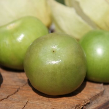 Tomatillo Plaza Latina Giant Green (Samen)