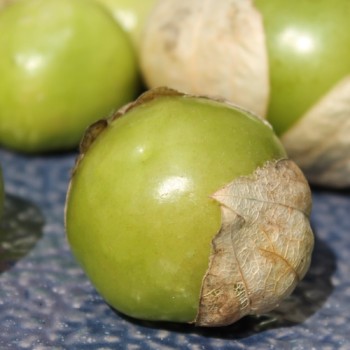 Tomatillo Plaza Latina Giant Green (Samen)