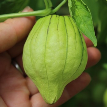 Tomatillo Plaza Latina Giant Green (Samen)