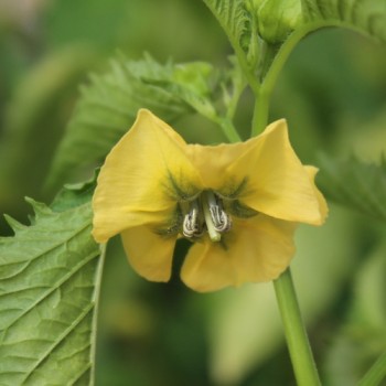 Tomatillo Plaza Latina Giant Green (Samen)
