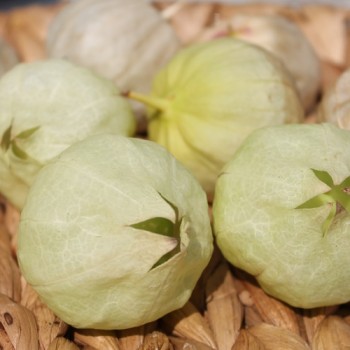 Tomatillo Plaza Latina Giant Green (Samen)