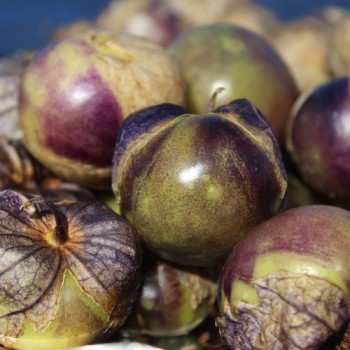 Tomatillo Purple Coban (Samen)