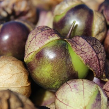 Tomatillo Purple Coban (Samen)