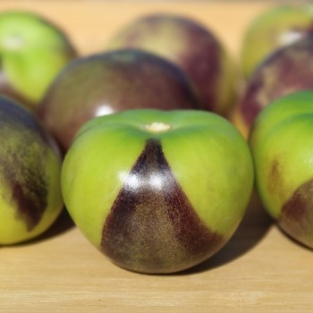 Tomatillo Purple Coban (Samen)