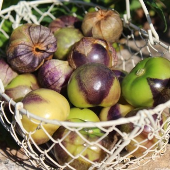Tomatillo Purple Coban (Samen)