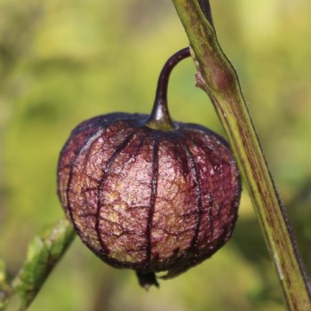 Tomatillo Purple Coban (Samen)